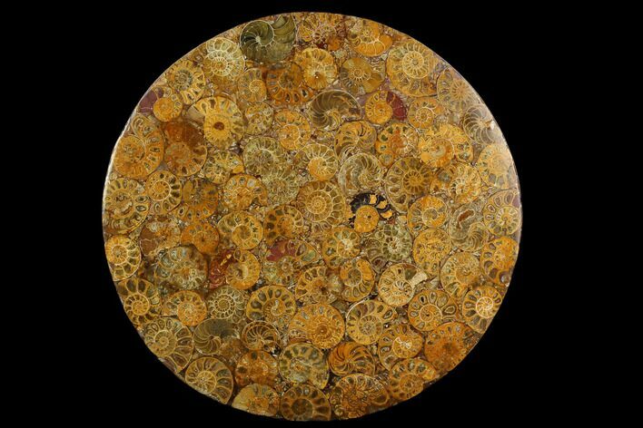 8" Composite Plate Of Agatized Ammonite Fossils